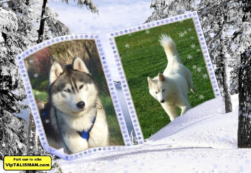 des Légendes Nordiques - Siberian Husky - Portée née le 16/02/2015
