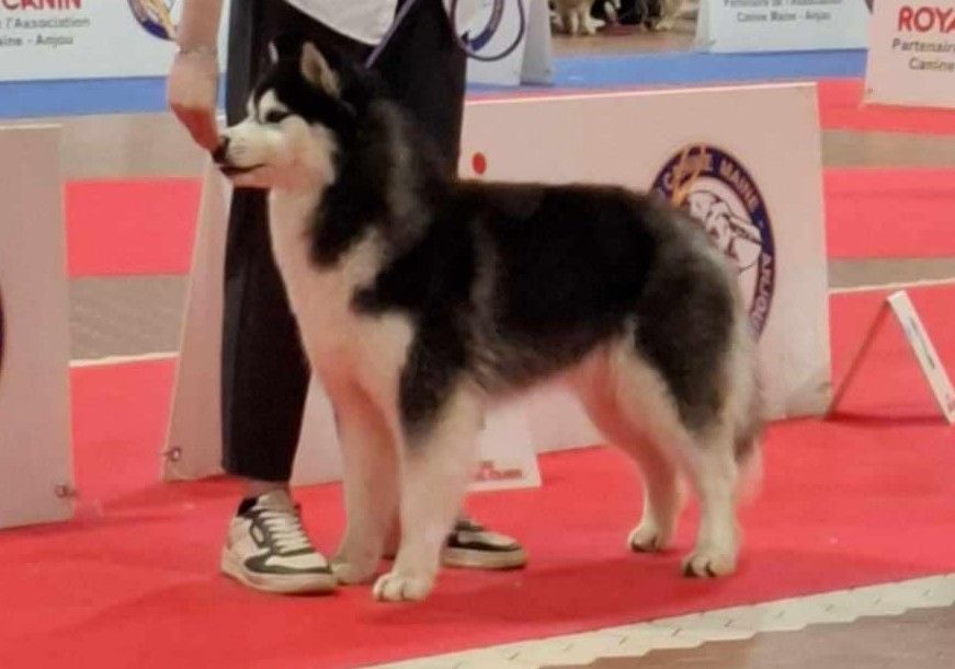 Ulyana King Sky Of Devon