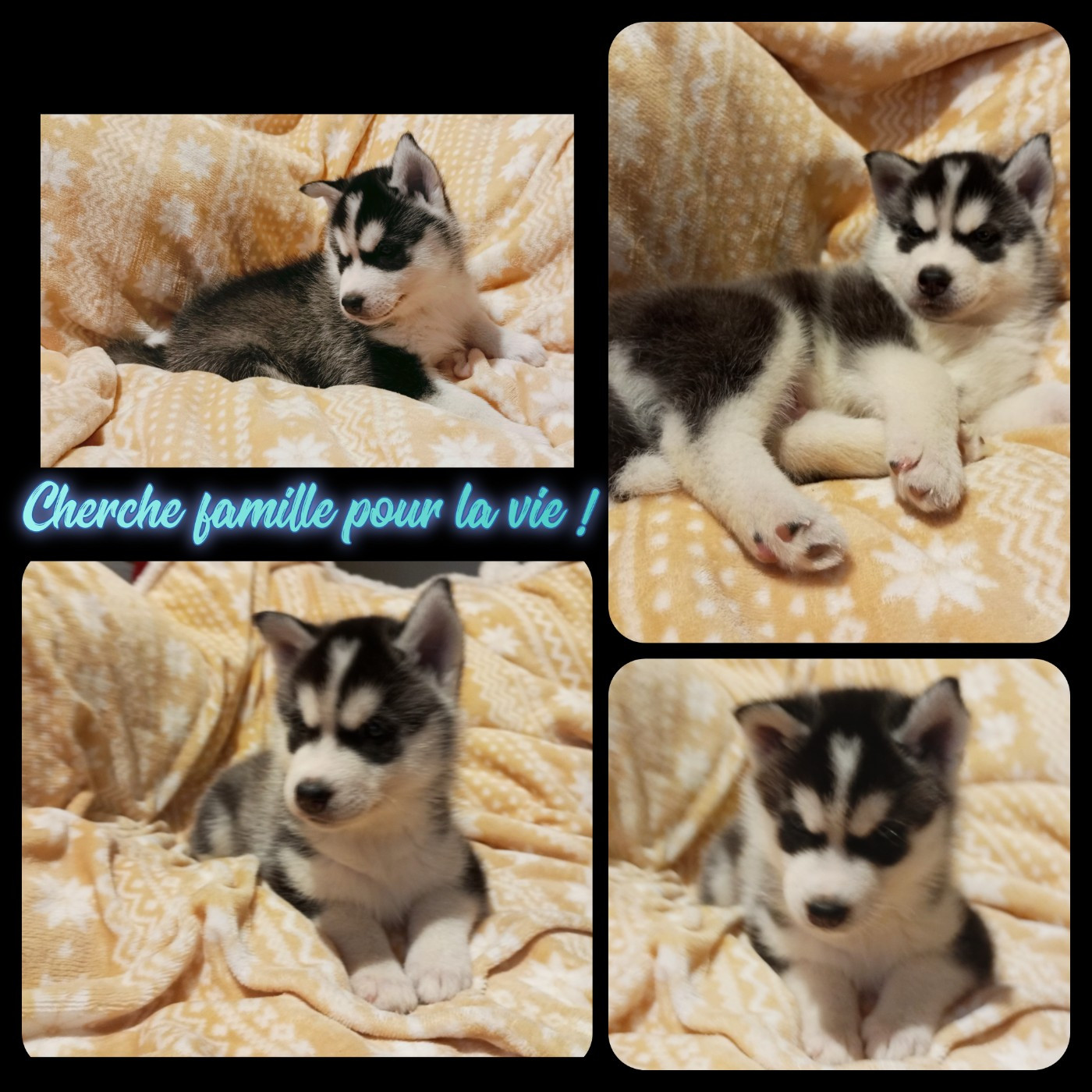 des Légendes Nordiques - Chiots disponibles - Siberian Husky