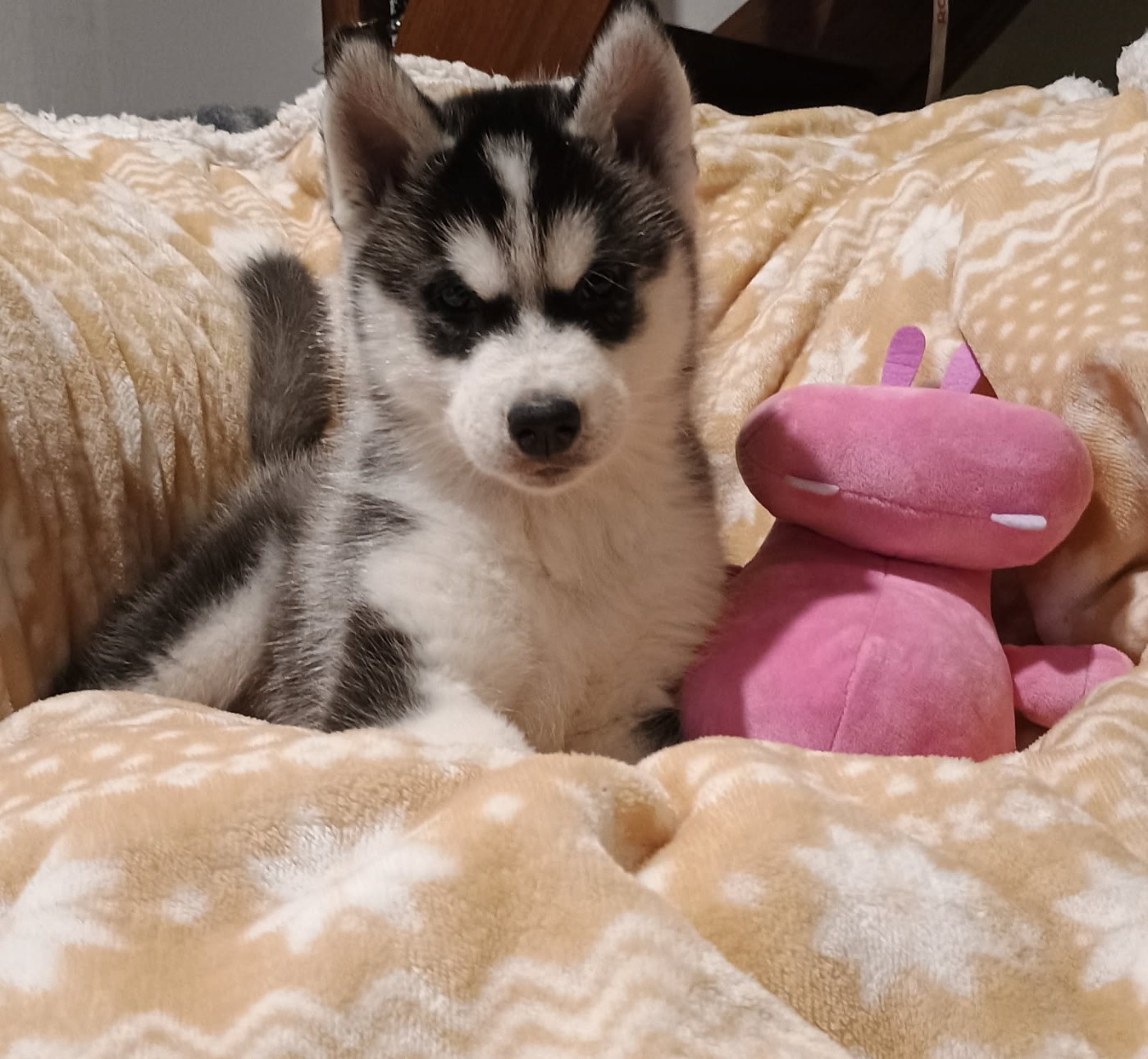 des Légendes Nordiques - Chiots disponibles - Siberian Husky