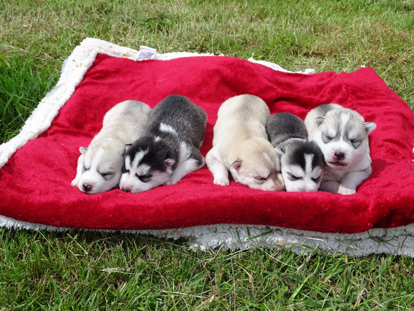 Chiot Siberian Husky des Légendes Nordiques