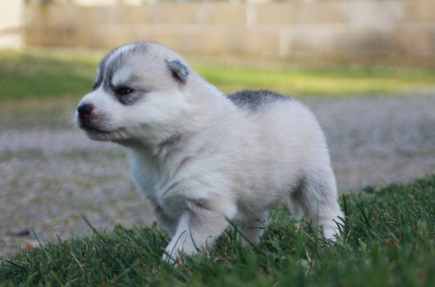 des Légendes Nordiques - Chiots disponibles - Siberian Husky