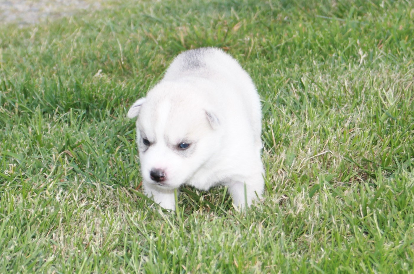 des Légendes Nordiques - Chiots disponibles - Siberian Husky