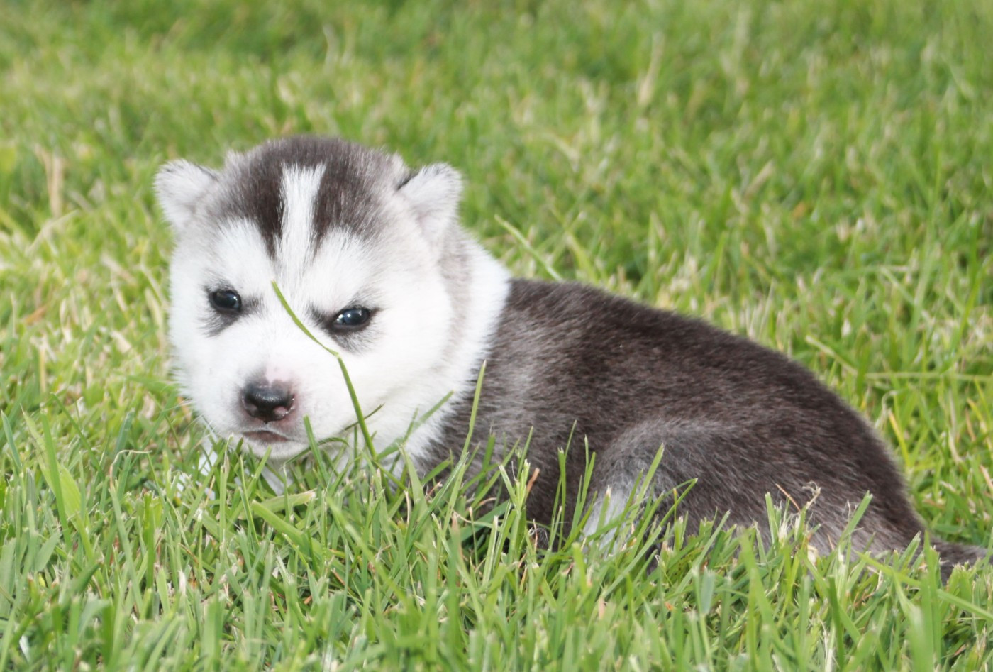 des Légendes Nordiques - Chiots disponibles - Siberian Husky