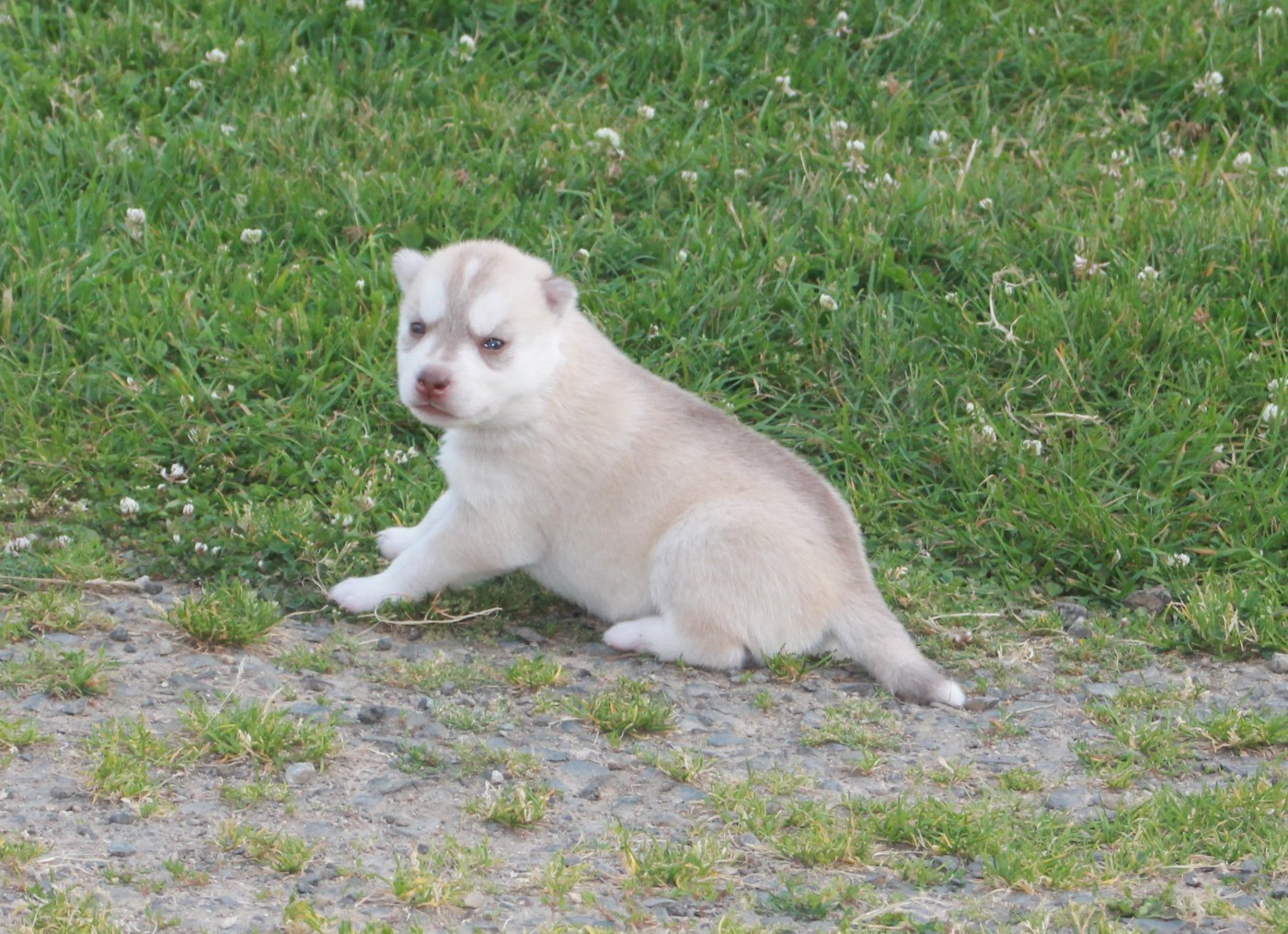 des Légendes Nordiques - Chiots disponibles - Siberian Husky