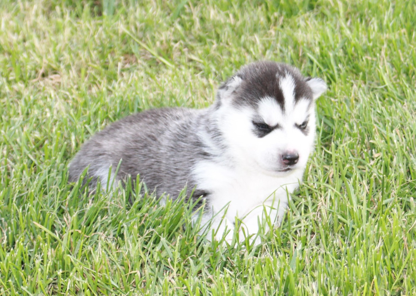 des Légendes Nordiques - Chiots disponibles - Siberian Husky