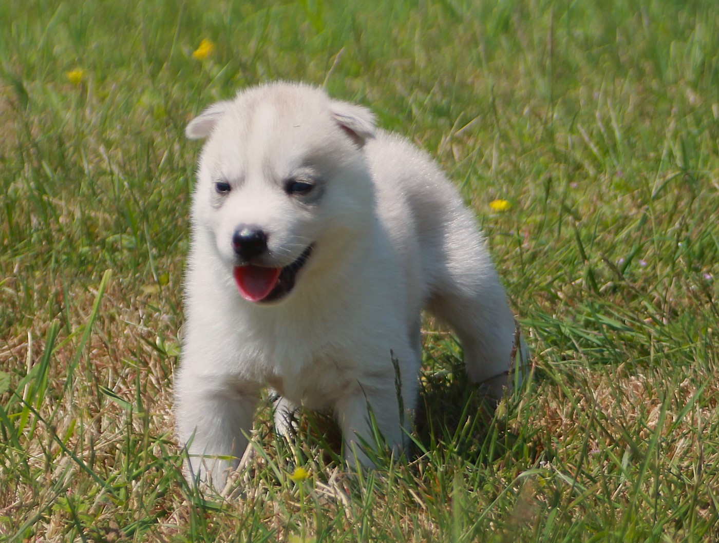 des Légendes Nordiques - Chiots disponibles - Siberian Husky