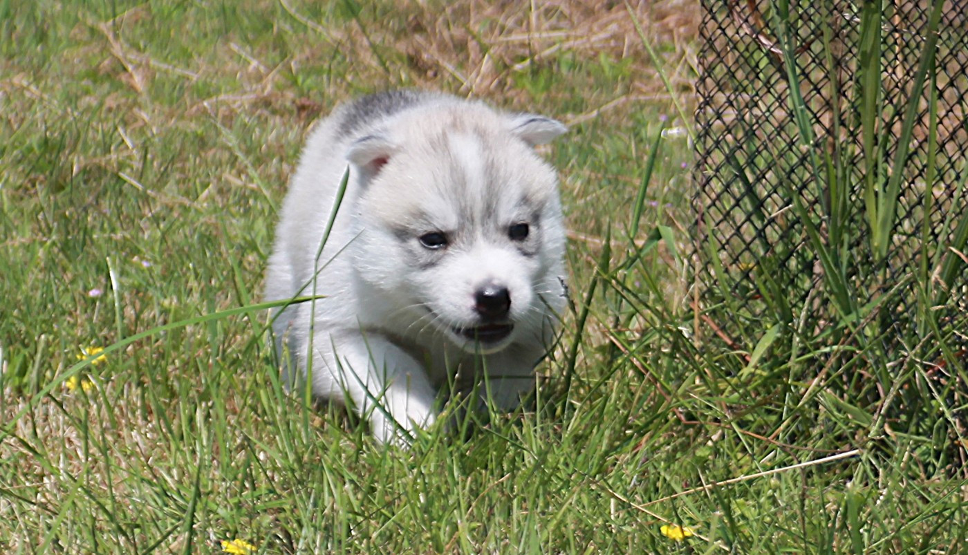 des Légendes Nordiques - Chiots disponibles - Siberian Husky
