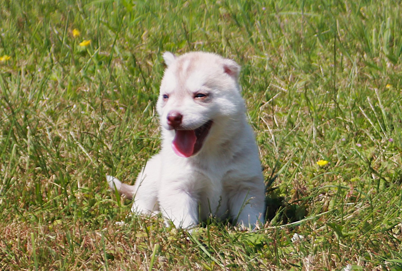 des Légendes Nordiques - Chiots disponibles - Siberian Husky