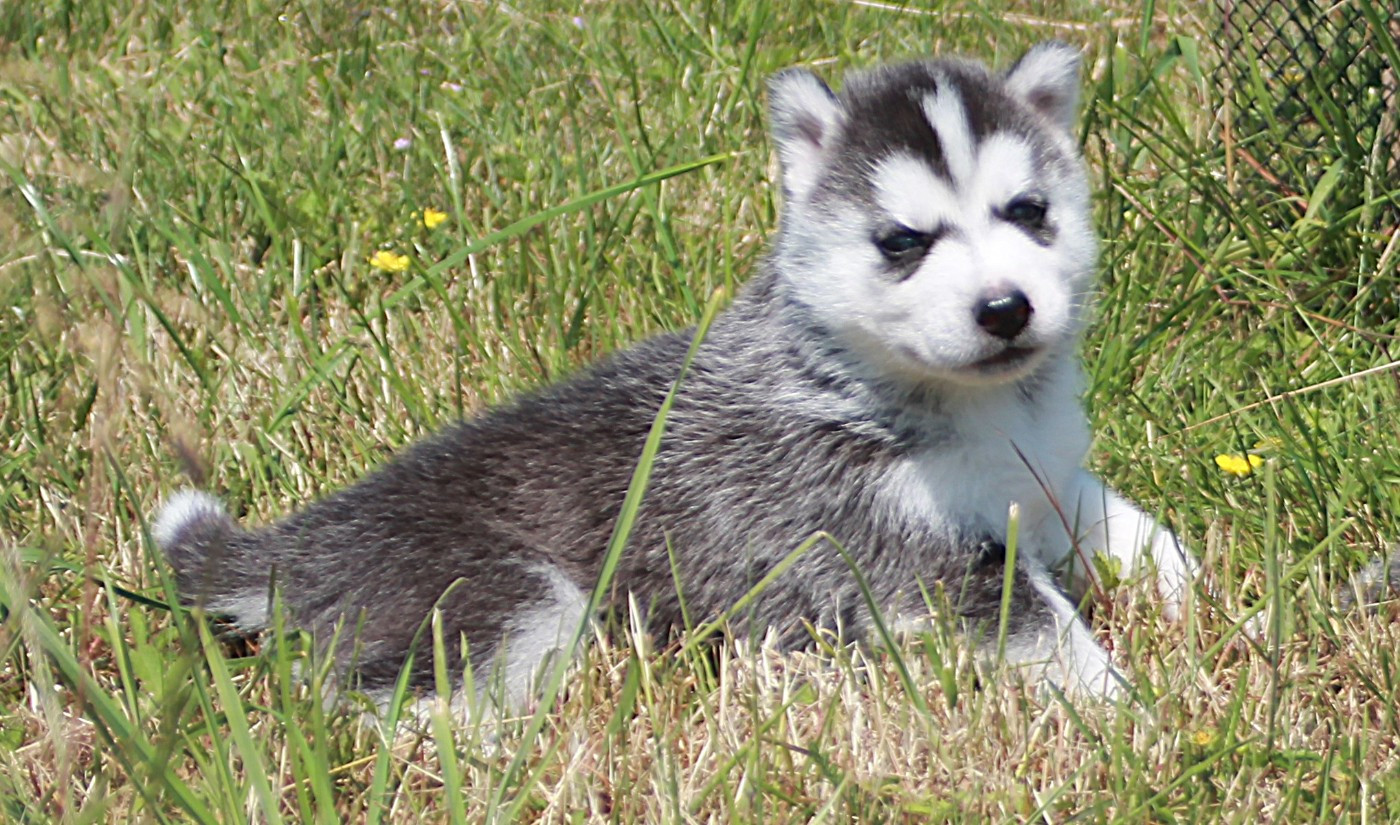 des Légendes Nordiques - Chiots disponibles - Siberian Husky