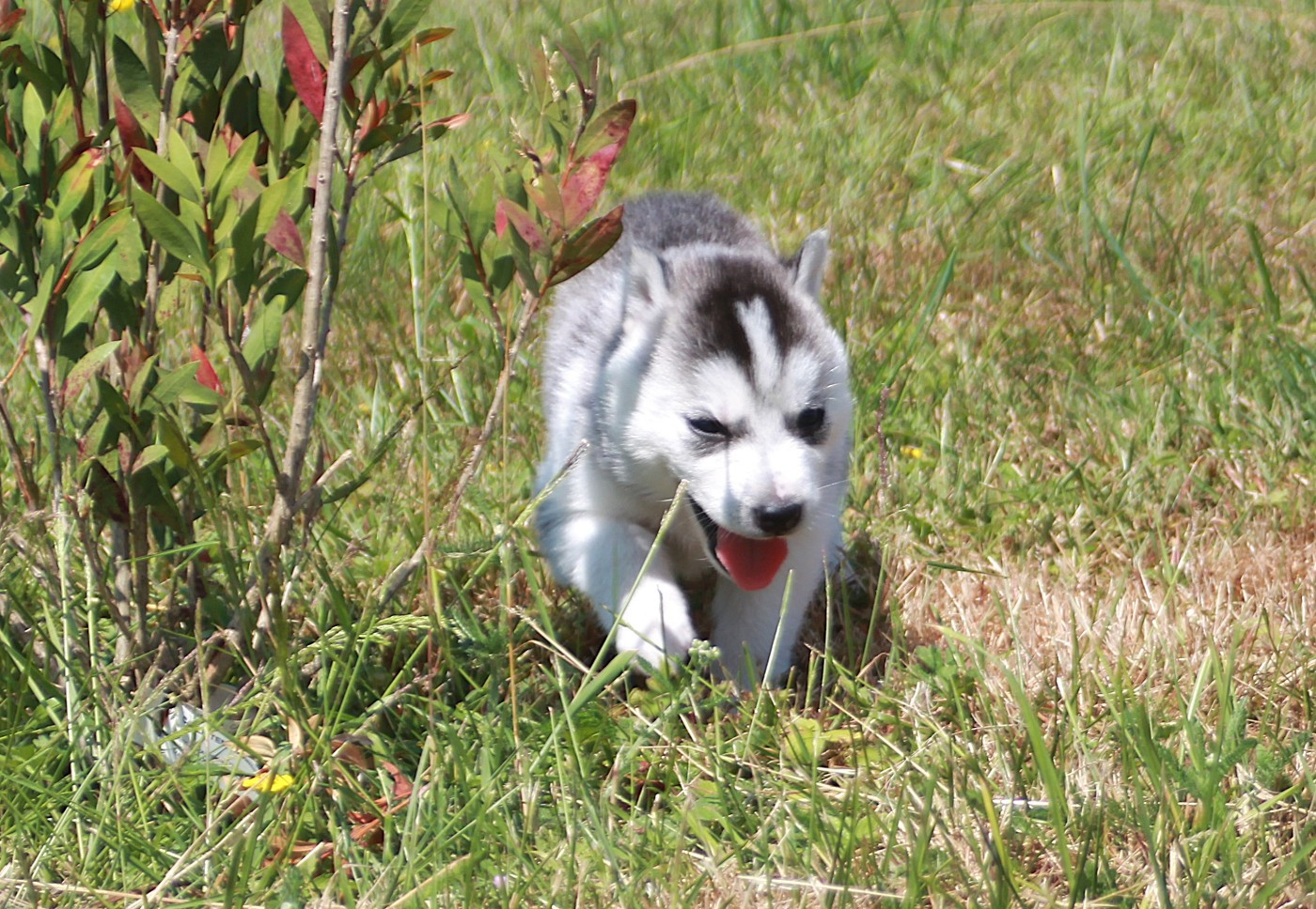 des Légendes Nordiques - Chiots disponibles - Siberian Husky