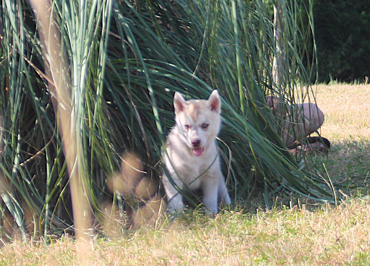 des Légendes Nordiques - Chiots disponibles - Siberian Husky