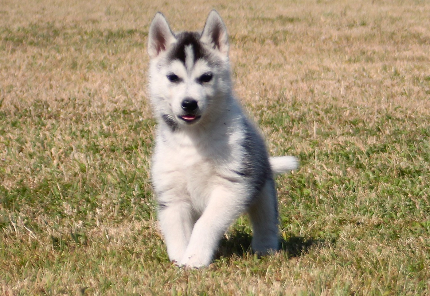 des Légendes Nordiques - Chiots disponibles - Siberian Husky