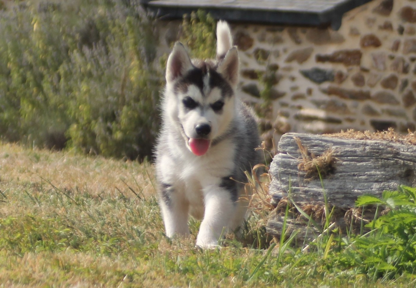 des Légendes Nordiques - Chiots disponibles - Siberian Husky