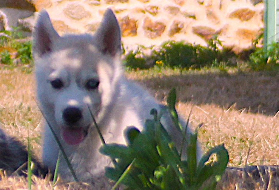 des Légendes Nordiques - Chiots disponibles - Siberian Husky