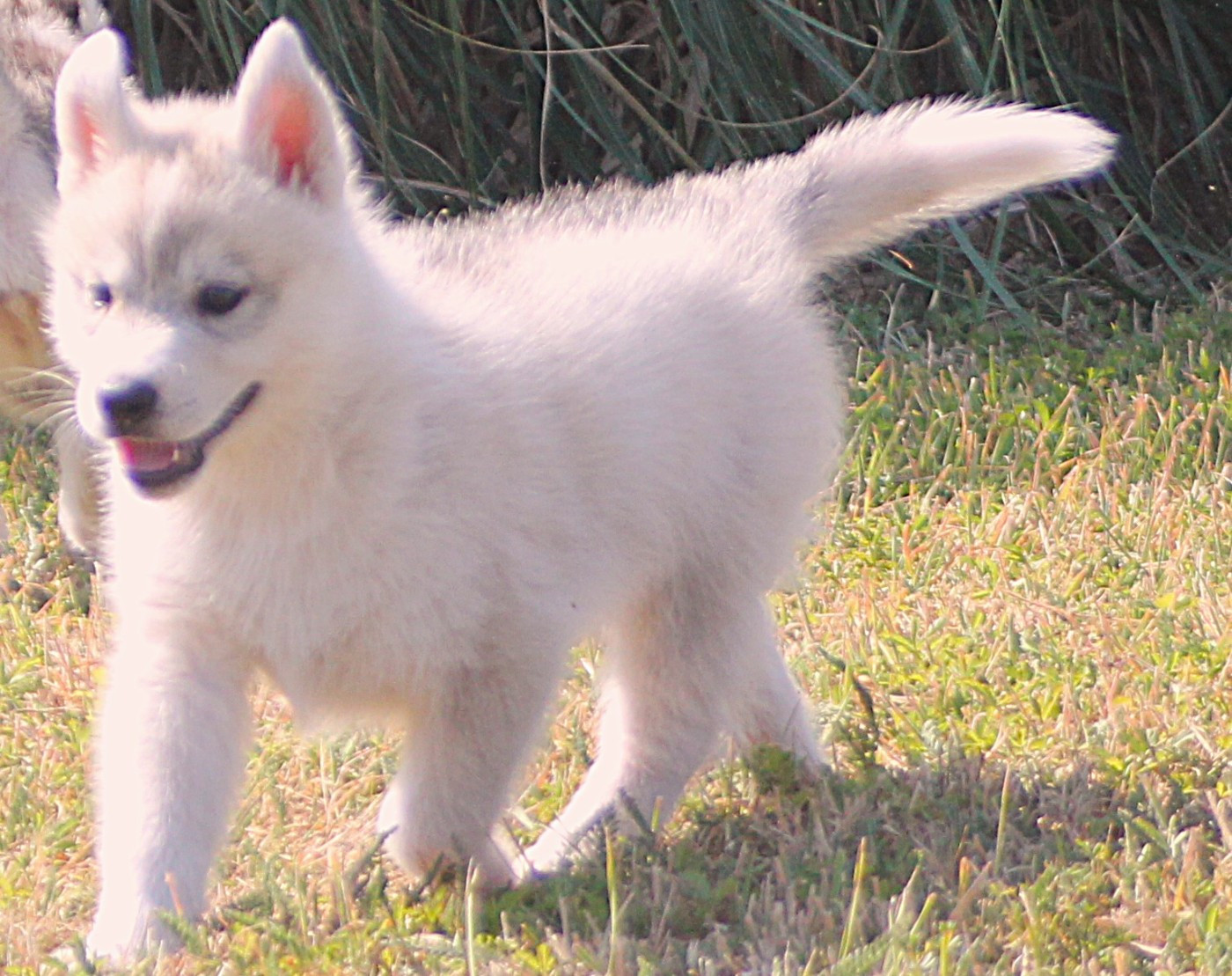 des Légendes Nordiques - Chiots disponibles - Siberian Husky