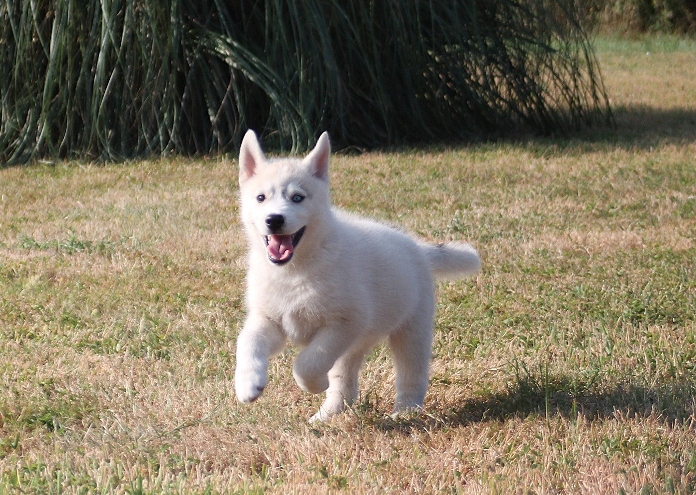 des Légendes Nordiques - Chiots disponibles - Siberian Husky