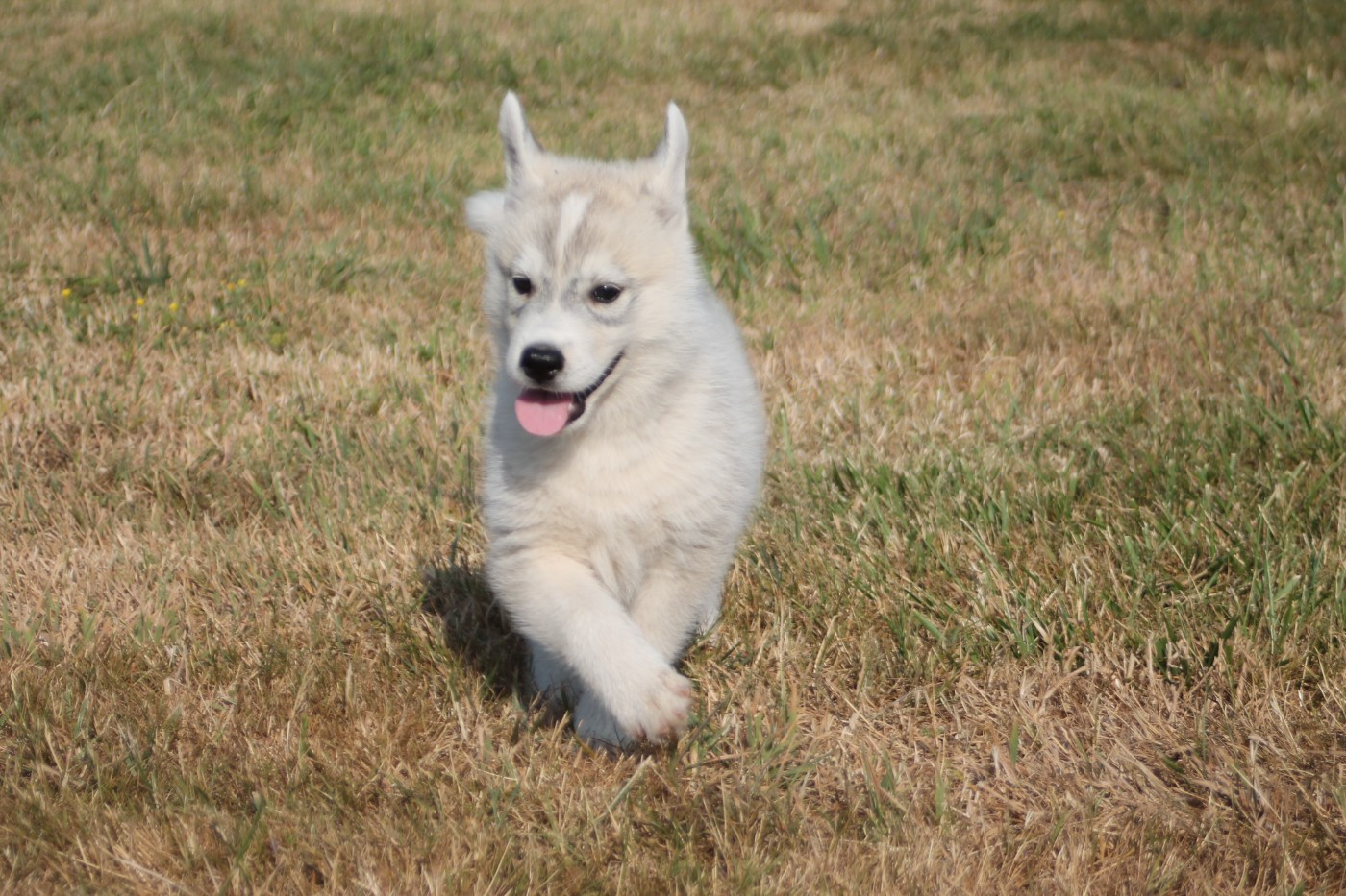 des Légendes Nordiques - Chiots disponibles - Siberian Husky