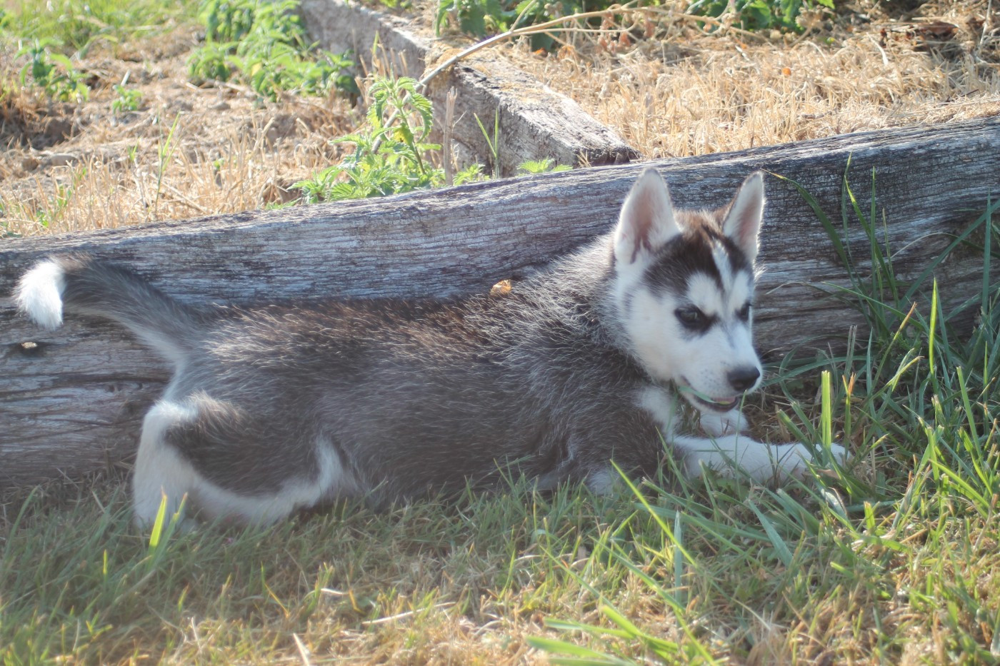 des Légendes Nordiques - Chiots disponibles - Siberian Husky
