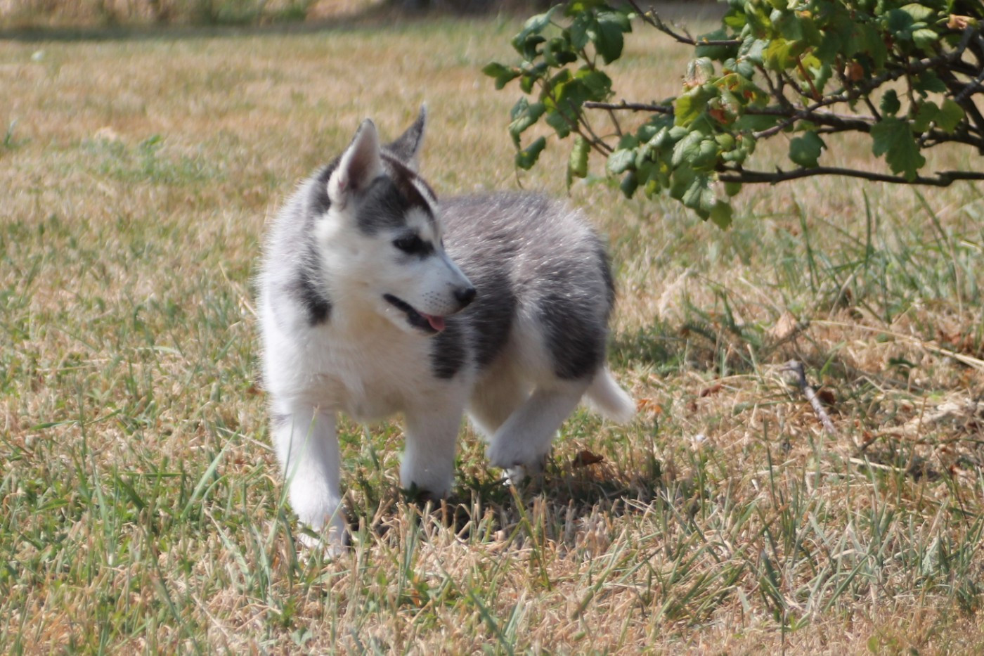 des Légendes Nordiques - Chiots disponibles - Siberian Husky