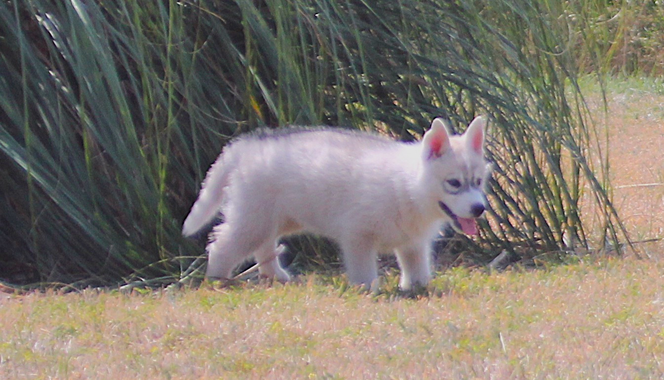des Légendes Nordiques - Chiots disponibles - Siberian Husky