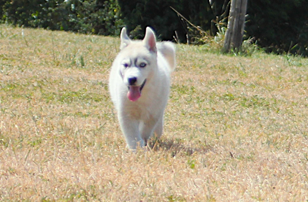 des Légendes Nordiques - Chiots disponibles - Siberian Husky