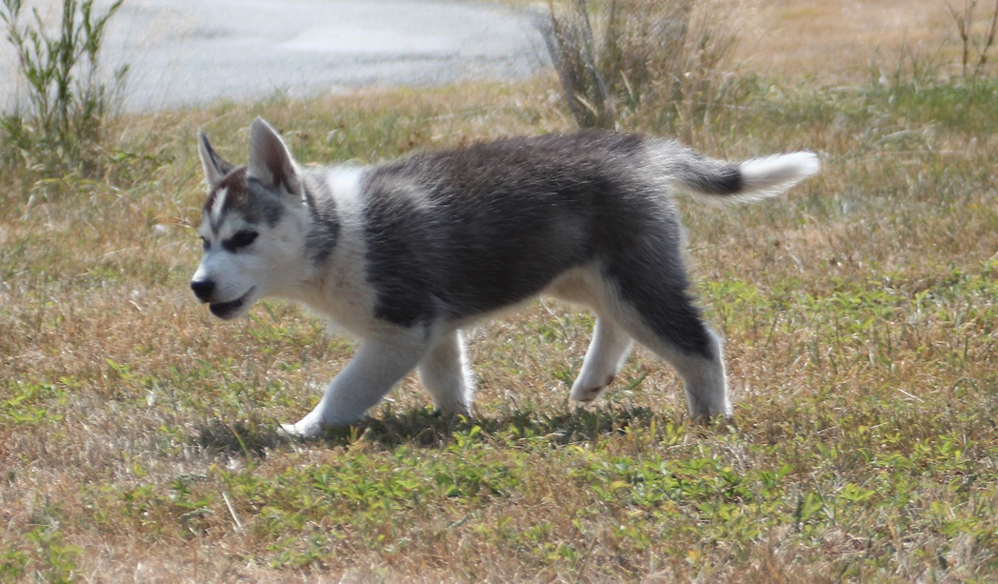 des Légendes Nordiques - Chiots disponibles - Siberian Husky