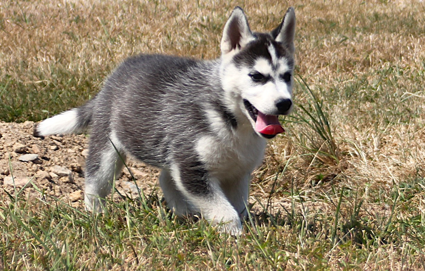 des Légendes Nordiques - Chiots disponibles - Siberian Husky