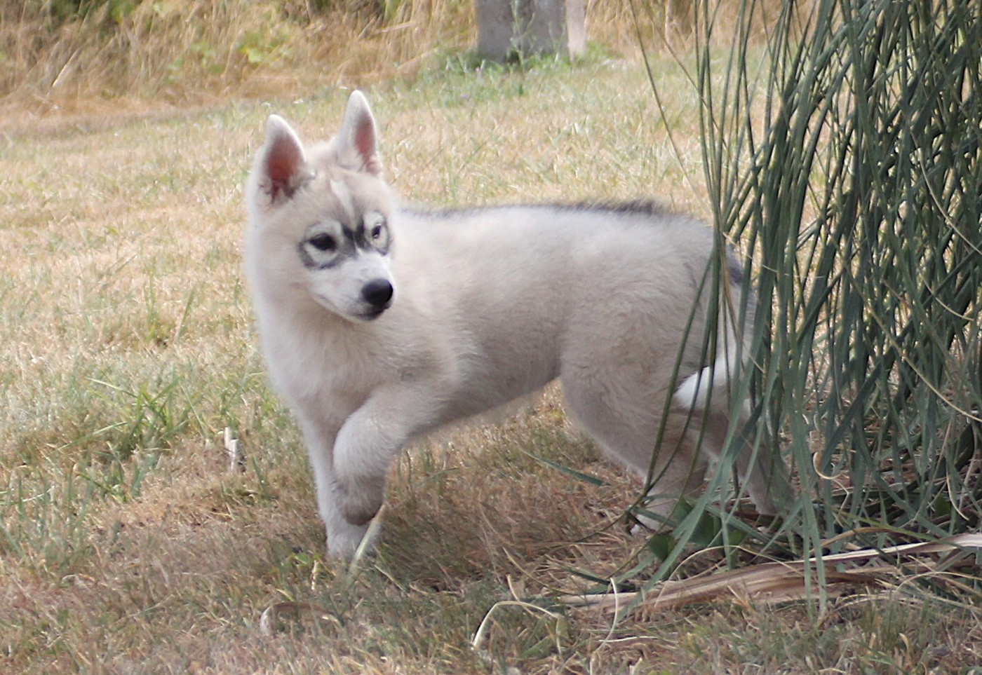 des Légendes Nordiques - Chiots disponibles - Siberian Husky