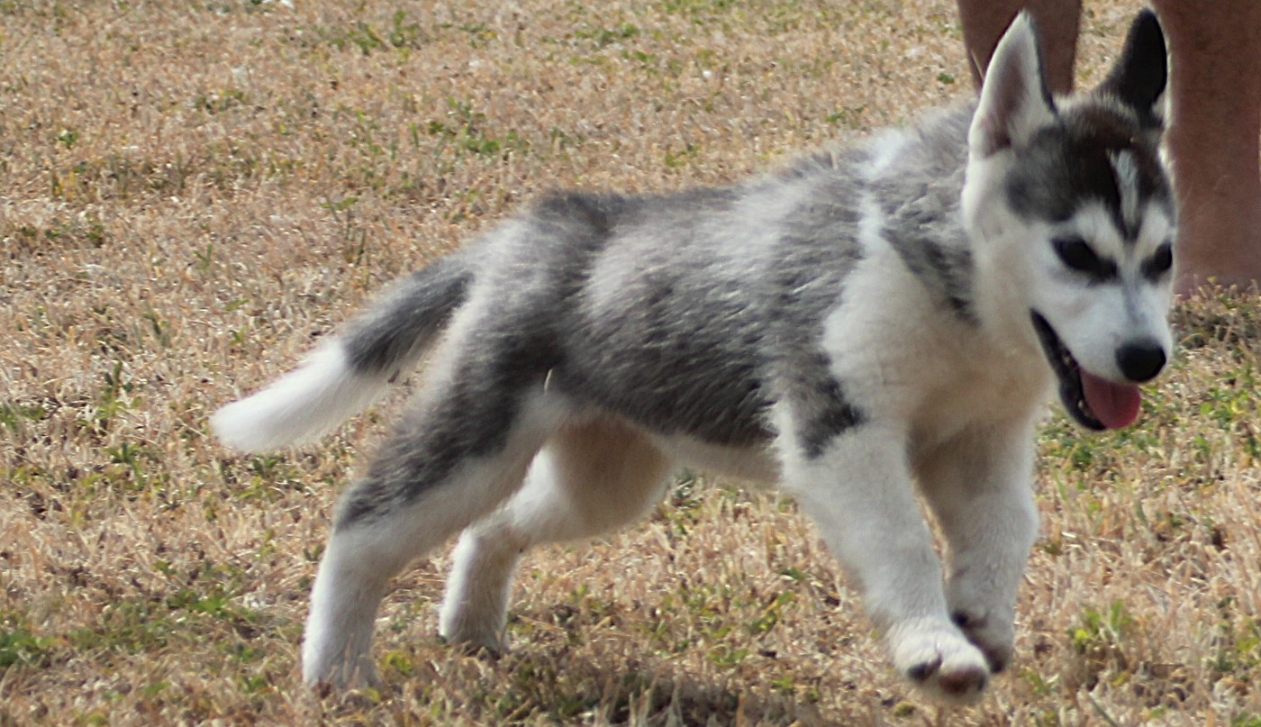 des Légendes Nordiques - Chiots disponibles - Siberian Husky