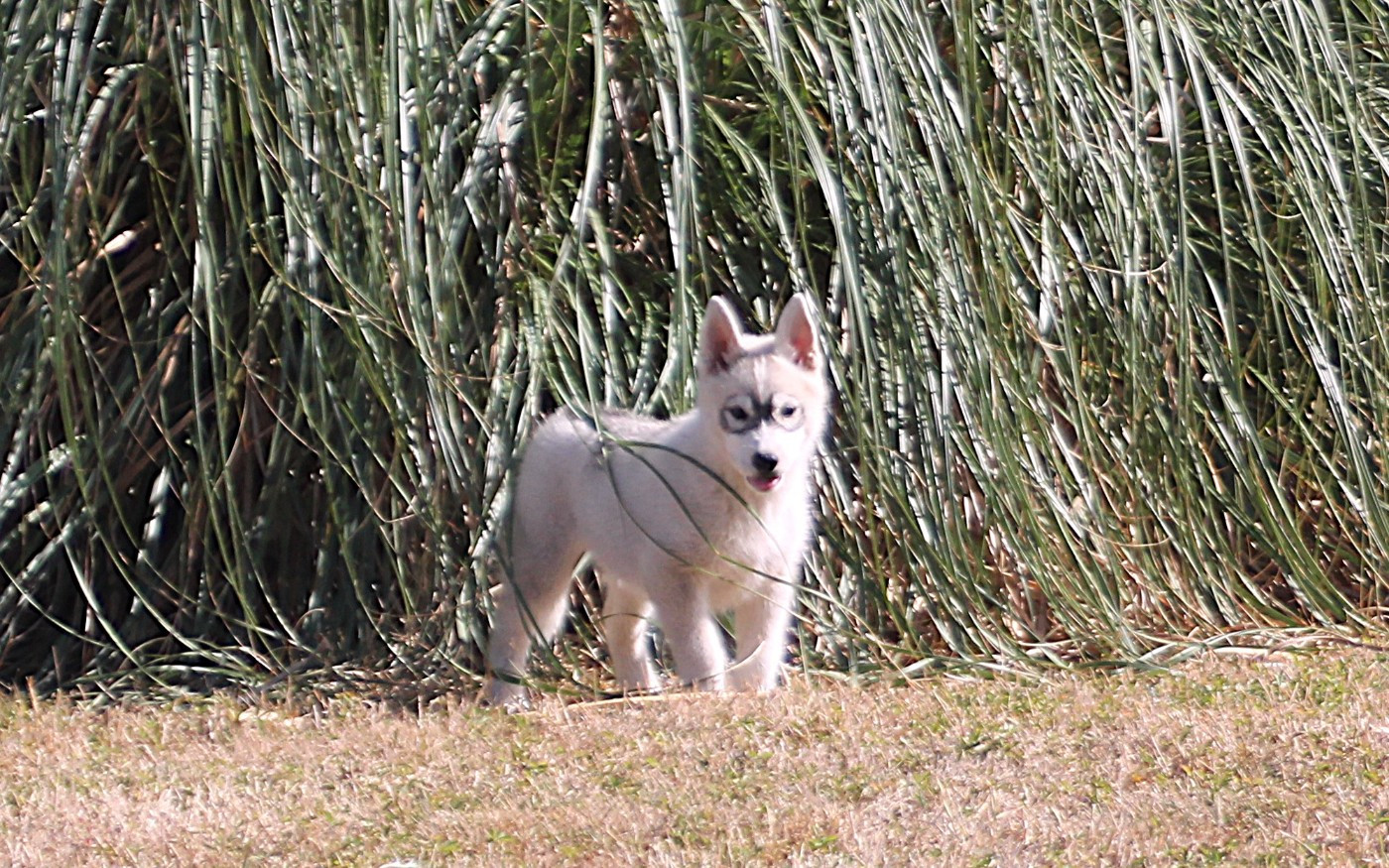 des Légendes Nordiques - Chiots disponibles - Siberian Husky