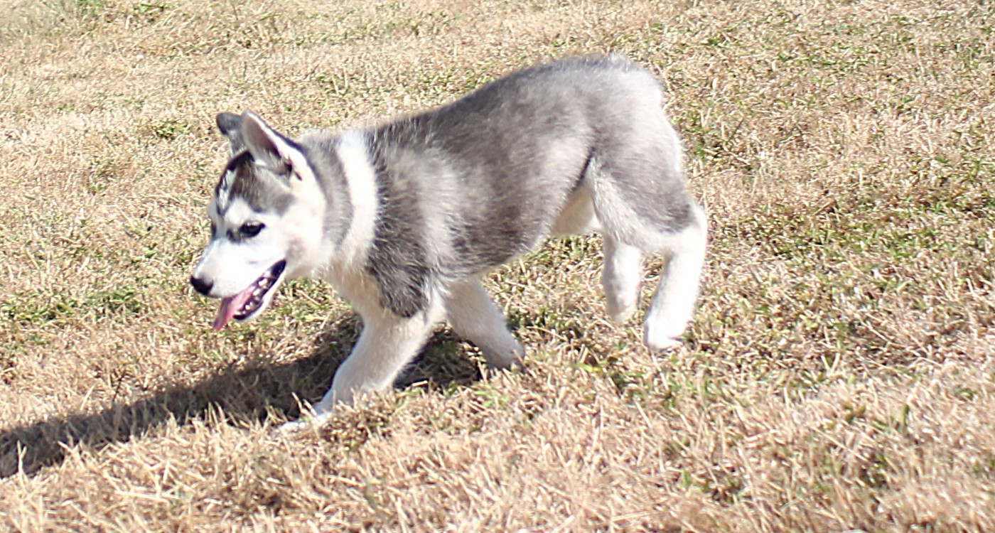 des Légendes Nordiques - Chiots disponibles - Siberian Husky