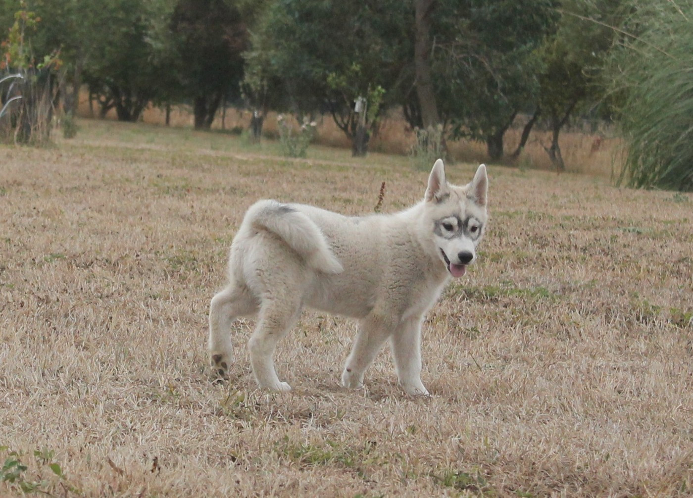 des Légendes Nordiques - Chiots disponibles - Siberian Husky