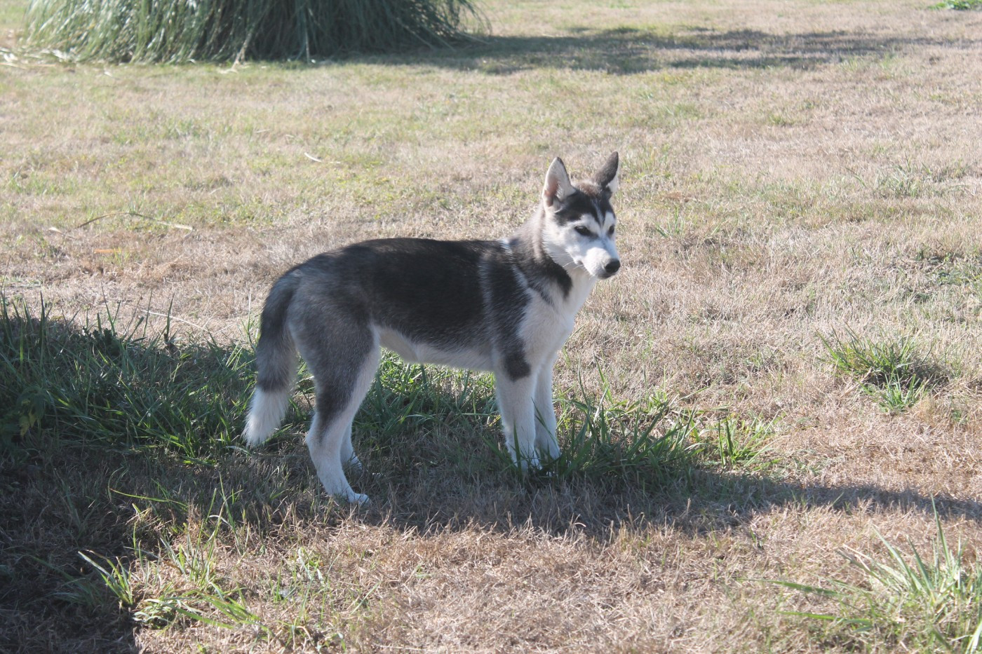 des Légendes Nordiques - Chiots disponibles - Siberian Husky