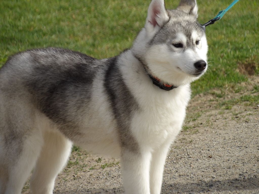 des Légendes Nordiques - Siberian Husky - Portée née le 10/12/2017