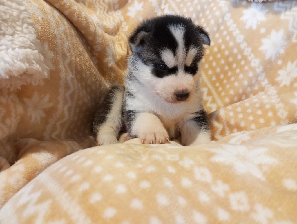 des Légendes Nordiques - Chiots disponibles - Siberian Husky