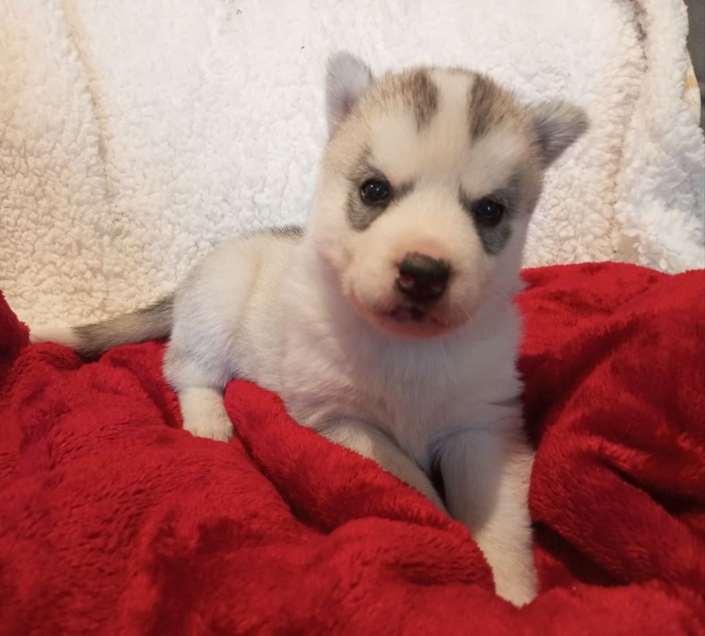 des Légendes Nordiques - Chiots disponibles - Siberian Husky