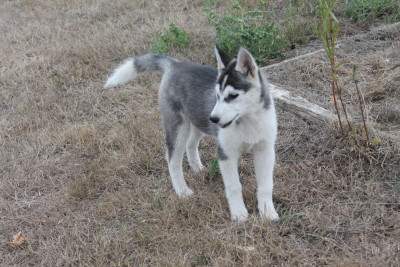 Bella